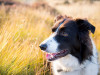 border collie in tall grass