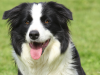 The Border Collie