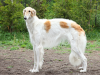 Borzoi Dog Breed