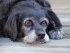 Brain Tumors in Dogs