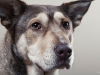 Bruising in Dogs: Ecchymosis