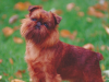 Brussels Griffon