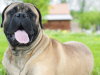 Bull Mastiff