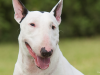 The Bull Terrier