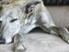 Dog sleeping on couch