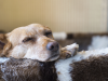 Dog napping
