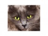 Asthma in Cats