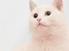 Cat Hair Dye: Is it Safe to Dye Cat Fur?