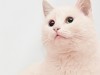 Cat Hair Dye: Is it Safe to Dye Cat Fur?