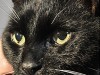 Lower Urinary Tract Disease in Cats