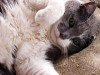 Coccidiosis in Cats