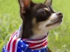 Celebrating The 4th of July With Your Pets: Firework Safety