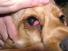 Cherry Eye in Dogs