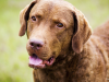 Chesapeake Bay Retriever