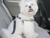 Choosing a Dog Harness for the Car
