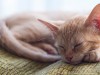 City and Country Cats: Preparing Your Cat for a New Environment