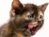 Cleft Lip and Palate in Kittens