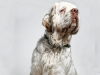 Clumber Spaniel