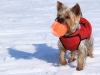 Cold Weather Pet Tips