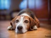 Sad Dog on Wood Floor