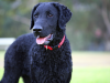 The Curly-Coated Retriever