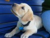 Golden labrador puppy