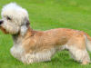 The Dandie Dinmont Terrier