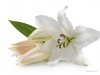 The Dangers of Easter Lilies to Cats