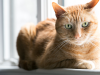Diabetes Insipidus in Cats and Dogs