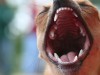 Dog Bites: Don’t Underestimate this Serious Injury