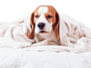 dog with cold hiding under warm blanket