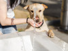 dog drinking from water fountain