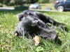 Intervertebral Disc Disease in Dogs
