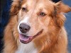 Aspergillosis in Dogs