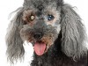 Cataracts in Dogs