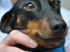 Seborrhea in Dogs