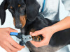 Doxin having nails trimmed