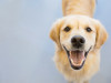 keep your dog's smile as healthy as this Golden Retriever