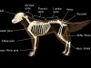 dog bonedisease skeleton