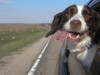 Dogs in Cars: Should My Dog Hang His Head Out the Car Window?