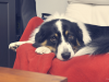 Dogs, Cats, and Pain