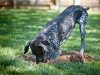 Digging Dog