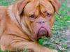 Dogue de Bordeaux