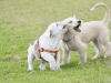 The Do's and Don'ts of Dog Parks 