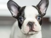 Dr. Ernie's Top Reasons to Visit the Vet With Your New Puppy