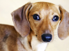 Ear Infections in Dogs