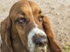 Ectropion in Dogs: What's Wrong With My Dog's Eyes?