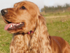 English Cocker Spaniel