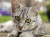 Egyptian Mau