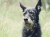 senior dog nearing end-of-life